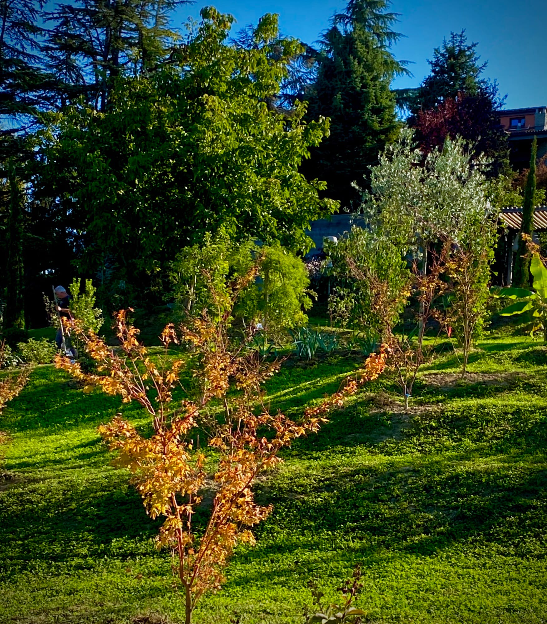 Alba, Cuneo