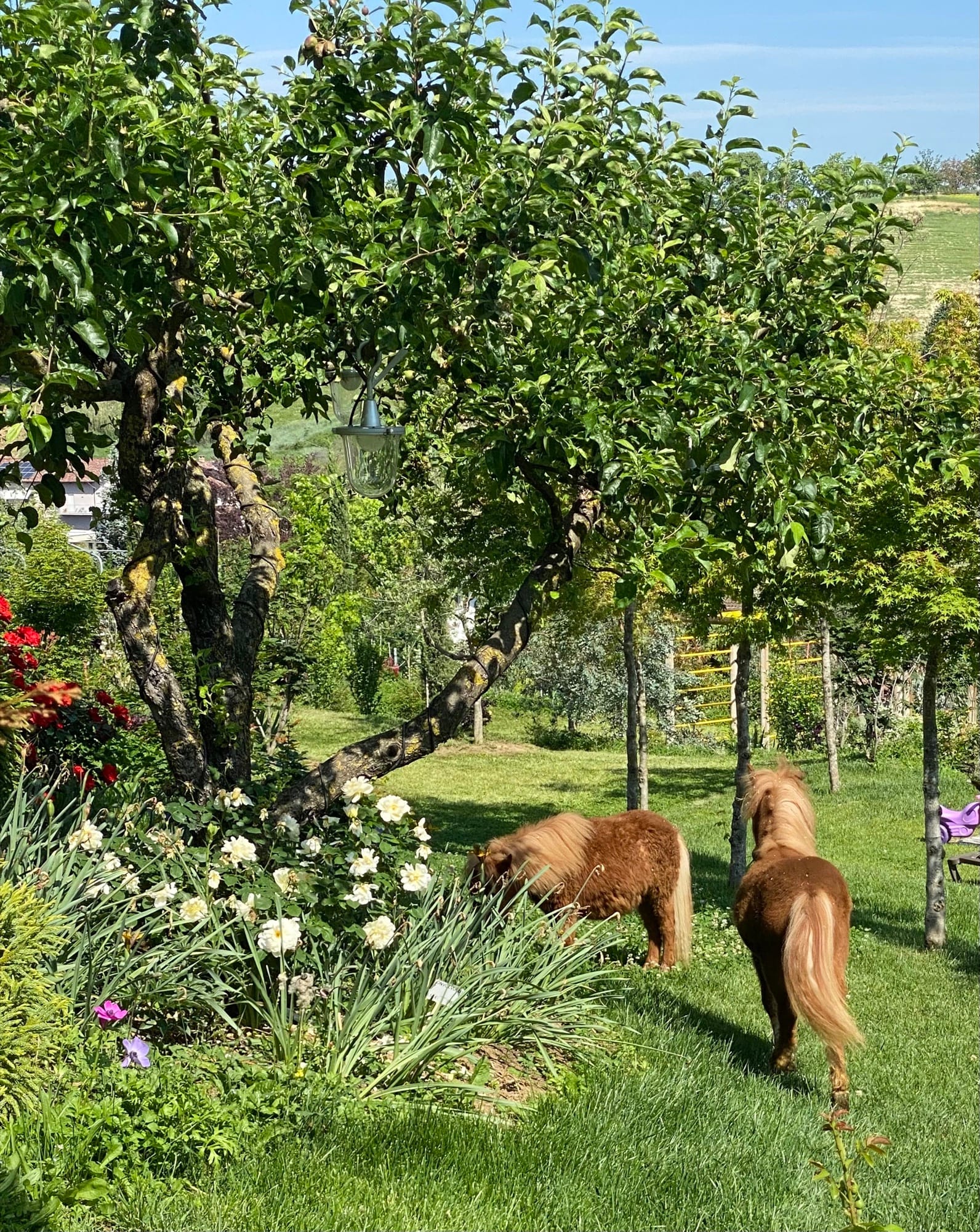 Alba, Cuneo
