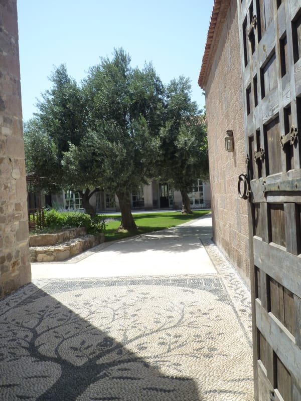 Dove crescono gli olivi